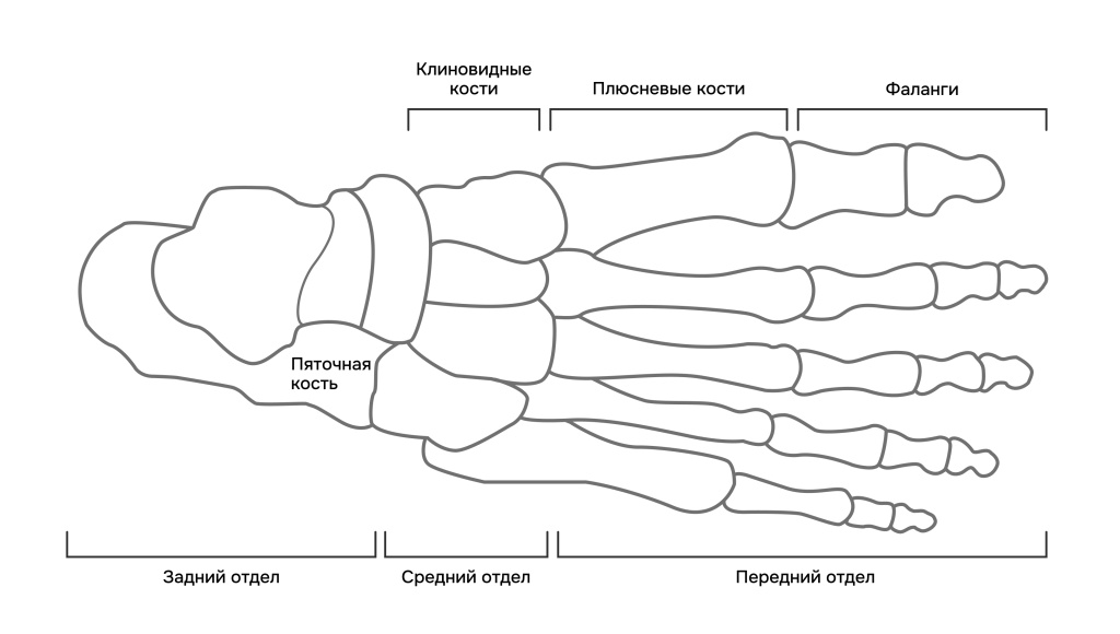 схема стопы.jpg